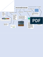 Mapa Conceptual de La Fotosintesis 2