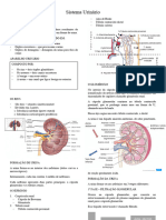 Sistema Urinário