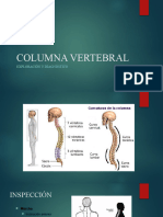 Columna Vertebral