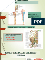 Nervios Miembro Inferior
