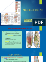 Músculos Del Pie