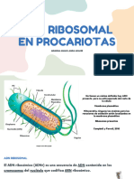 ADN RIBOSOMAL en Procariotas Por ARIADNA ANAHI LANDA ADAME