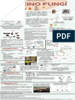 Infografía Hongos Setas Los REINO FUNGI Por ARIADNA ANAHI LANDA ADAME