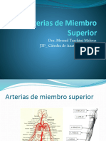 Arterias de Miembro Superior