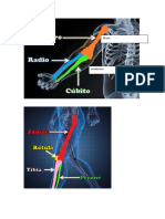 Anatomia