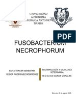 Fusobacterium Necrophorum Ensayo