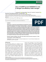 The Plant Journal - 2020 - Lee - Concurrent Activation of OsAMT1 2 and OsGOGAT1 in Rice Leads To Enhanced Nitrogen Use