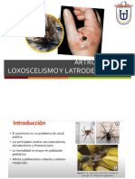 Loxocelismo Latrodectismo