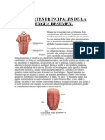 Las Partes Principales de La Lengua Resumen