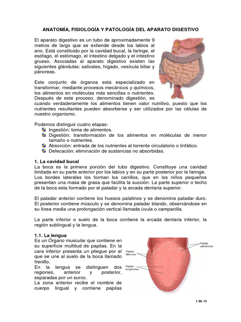 Anatomía Fisiologia Y Patológia Del Aparato Digestivo Pdf