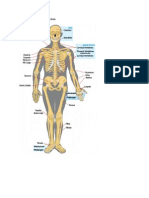 Structure and Functions of The Skelital System