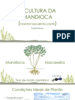 Mandiocultura A Cultura Da Mandioca