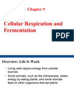 6.respiration 2