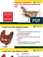 4.B - Module 1.3 - Chicken Digestive System - 9 Nov 2023