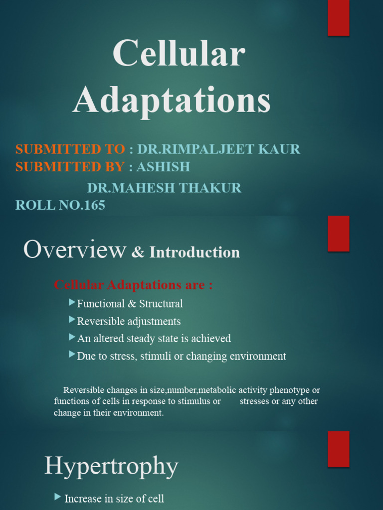 Cellular Adaptations: Atrophy and Beyond | PDF | Epithelium | Atrophy