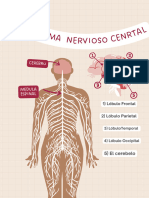 Sistema Nervioso Cenrtal Tarea 2
