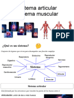 Sistema Articular y Sistema Muscular