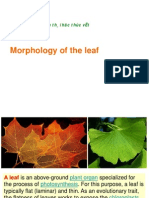 Morphology of The Leaf: H×NHTH Ihäc Thùc Vët