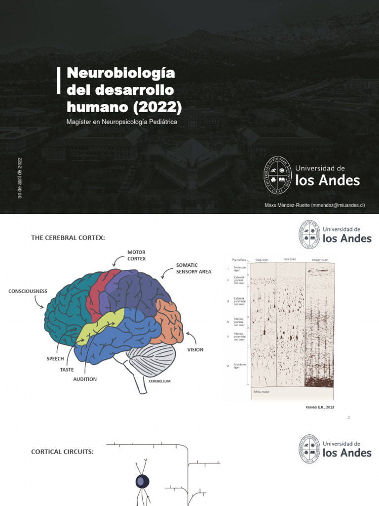 Human Development Neurobiology Insights | PDF | Cerebral Cortex | Organ ...