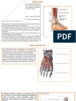 Anatomia