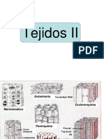 Tejidos II 2015