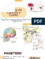 Musculos de La Masticacion