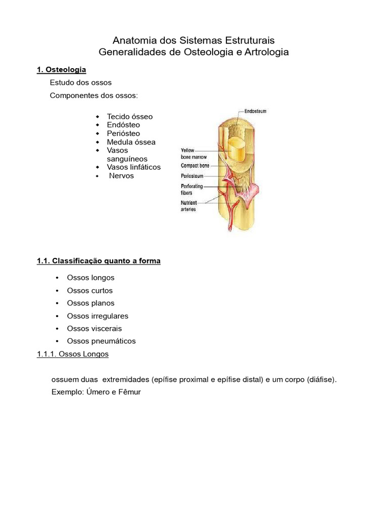 Anatomia Dos Sistemas Estruturais Generalidades De Osteologia E