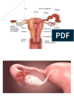 Sistema Reproductor Humano