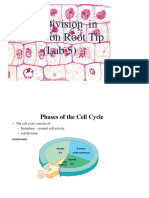 Cell Division in The Onion Root Tip (Lab 5)