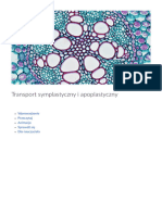 Transport Symplastyczny I Apopla