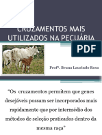 Cruzamentos Utilizados Na Pecuária