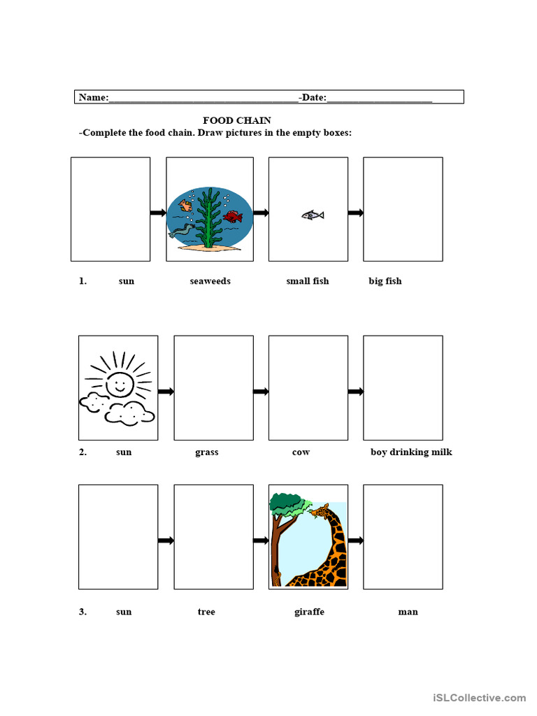 Food Chain Biology Diagrams