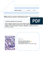 Practicas de Tejido Conjuntivo