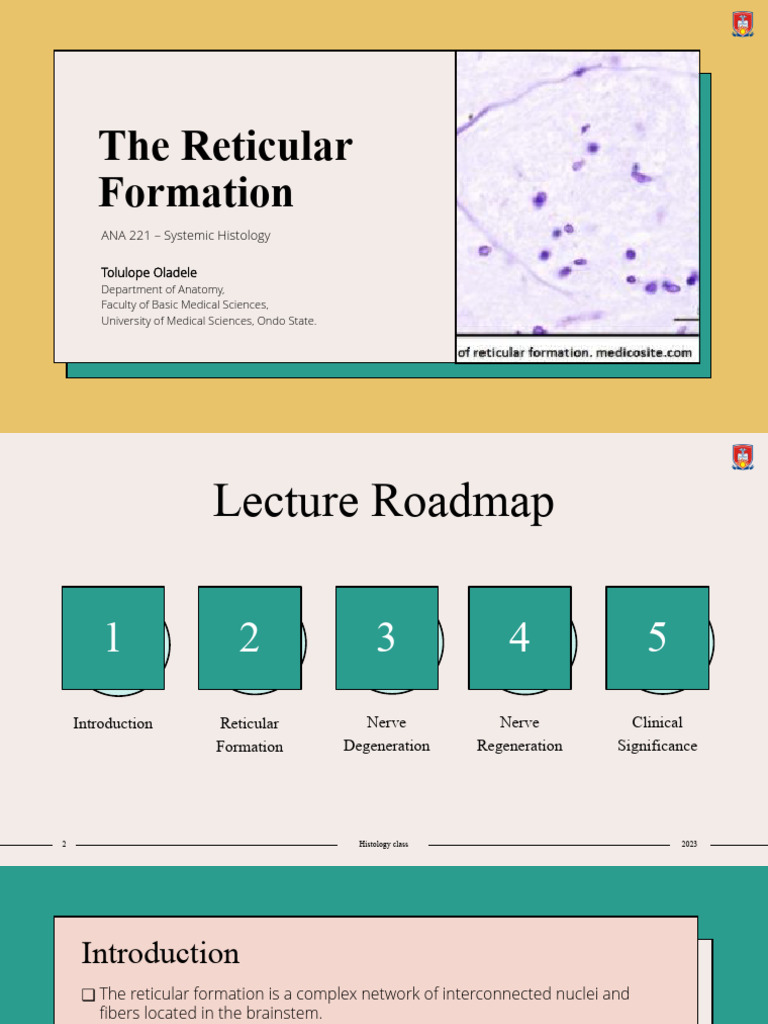 ANA 221 - Reticular Formation, Nerve Re Degeneration | PDF | Axon | Neuron