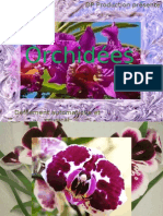 Dp - Orchidees