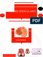 Tumor Testicular