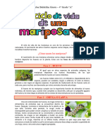 Ciclo de Vida de La Mariposa