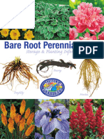 Bare Root Perenial - Growing Info - 2017