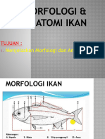 MORFOLOGI & anatomi IKAN