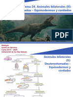 Tema 24 - Deuterostomados - Equinodermos y Cordados