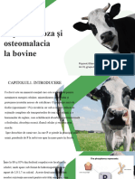 Hipofosforoza Și Osteomalacia La Bovine - Popovici Bianca