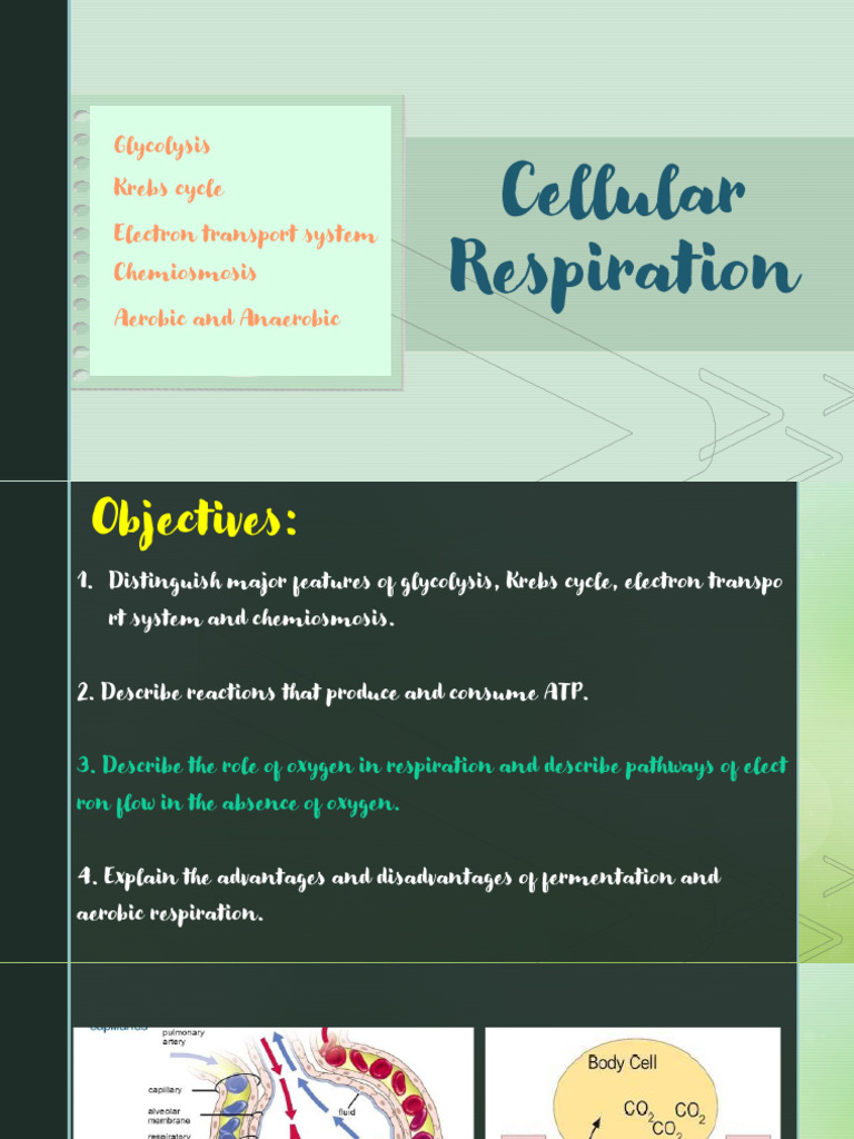 Cellular Respiration Pdf Pdf Cellular Respiration Citric Acid Cycle