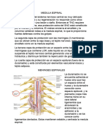 Medula Espinal