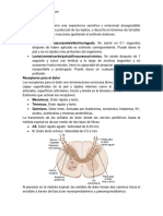 Vías Del Dolor y SOE