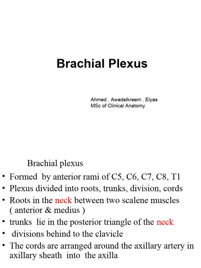 Brachial Plexus Anatomy Overview | PDF | Teaching Methods & Materials ...