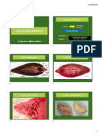 Filo Plathelminthes Classe Trematoda