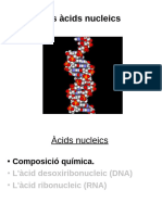 Acids Nucleics Composicio Quimica