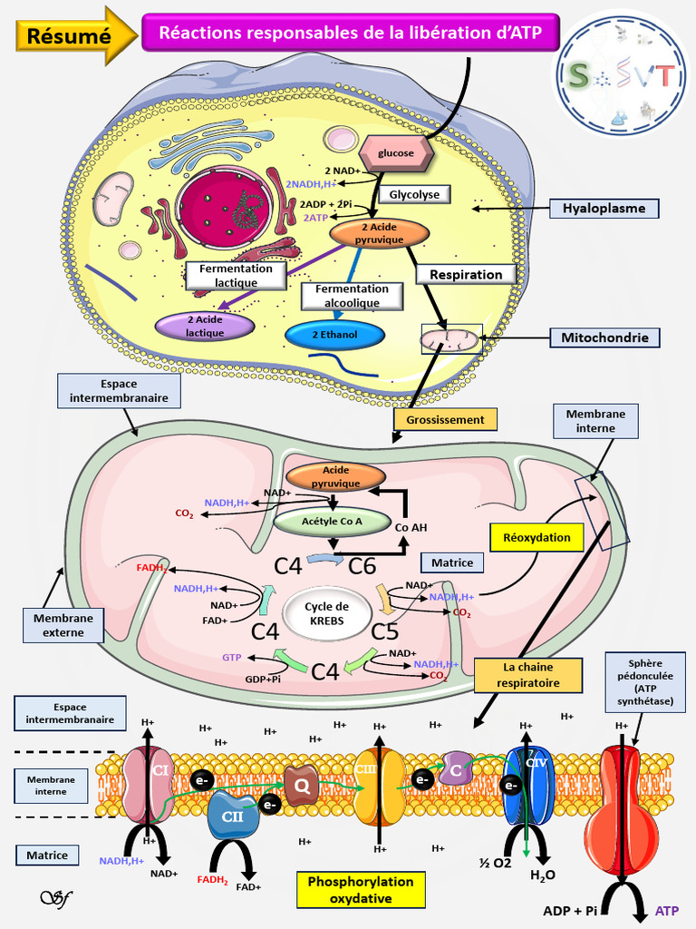 Résumé de l'ATP et de la respiration | PDF | Adénosine triphosphate ...
