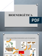 Bioenergética Carmen