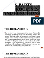 Brain Parts Its Processes and Functions